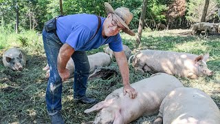 Joel Salatin's SECRETS to raising PIGS for LAND REGENERATION & PROFIT
