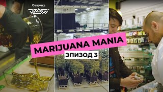 marijuana mania | часть 3 | недостатки и прелести Cиэтла | озвучка dzagi