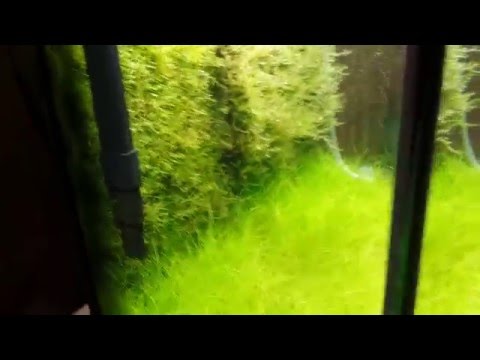 Java moss wall