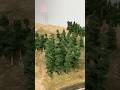 Miniature pine trees on an N scale model railroad #pinetree #modelrailroad #nscale thumbnail