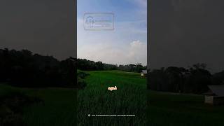 Shorts Lagu Ariel noah Ft. Candil Seurieus - Ayah  #liriklagu  #arielnoahftcandilseurieusayah