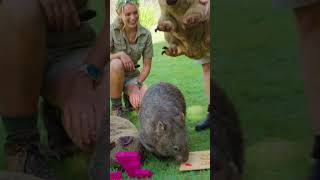 Wombat birthday bash