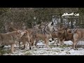الذئب الرمادي | سيد الصيد الجماعي في البرية!