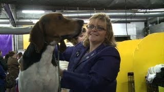 Treeing walker coonhound shines at dog show