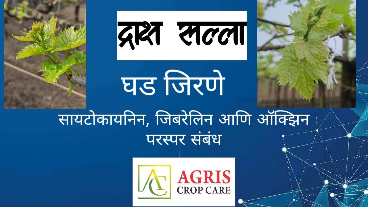 घड जिरणे-सायटोकायनिन जिबरेलिन आणि ऑक्झिन यांचा परस्परसंबंध | Best Grapes setting with GA & Cytokinin