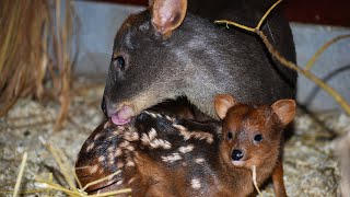 Southern Pudu: World's Smallest Deer by Familiarity With Animals (FWA) 389 views 6 days ago 3 minutes, 18 seconds
