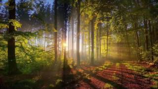 Nature Therapy: Relaxing  Forestry with Natural Sounds