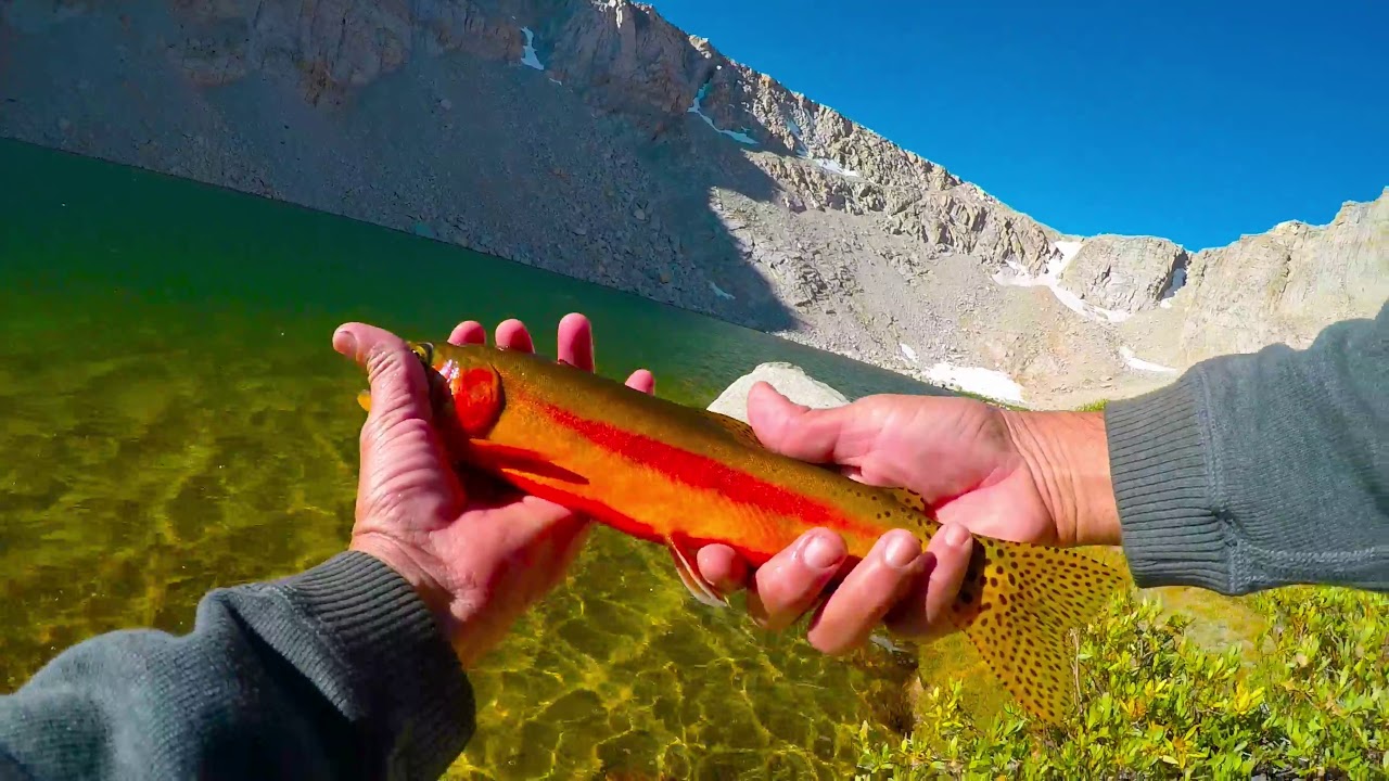 Golden Trout on Jigs at Cottonwood Lakes 4 & 5 (John Muir Wilderness