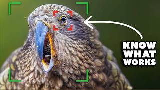 How to Capture & Edit Sharp Wildlife (Rare Alpine Parrot)