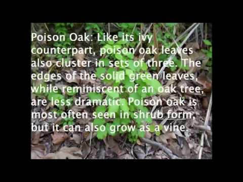 Environmental Hazards -  Poison Ivy, Sumac, and Oak