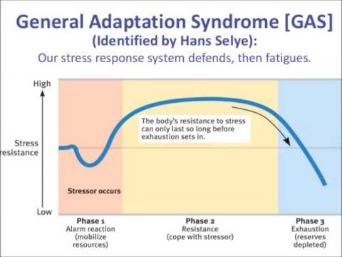 adaptation syndrome general gas stages phases stress theory model selye phase response stage resistance three alarm exhaustion management between dr