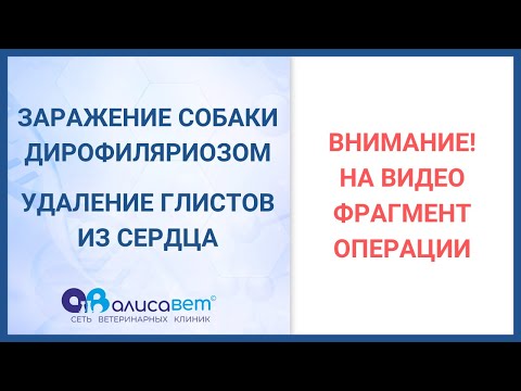 Операция по удалению дирофилярий из правых отделов сердца у собаки. Surgery to remove dirofilyary