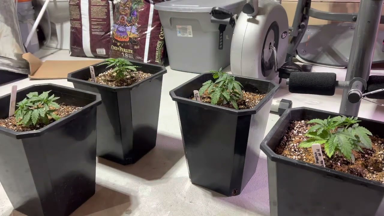 Seed 2 Harvest: How To Top-dress Your Cannabis Plants With Bokashi 