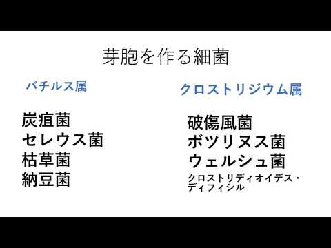 細菌について　その１　【芽胞（がほう）】