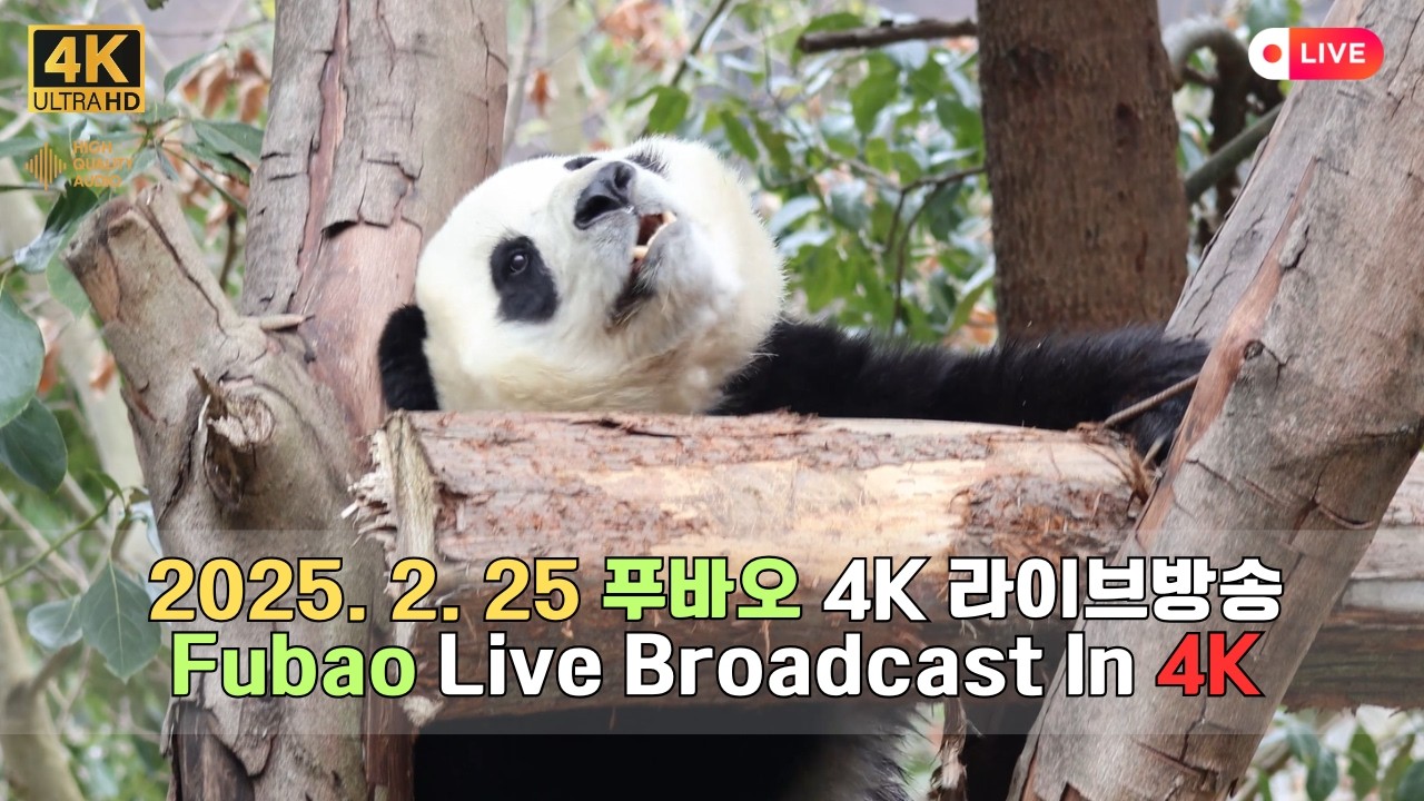 2월 25일의 푸바오의 하루를 4K 고화질 고음질 방송으로 만나보세요.(4K Fubao Live Broadcasting)