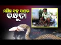 Astonishing snakes seen eating unimportant fish parts in banki