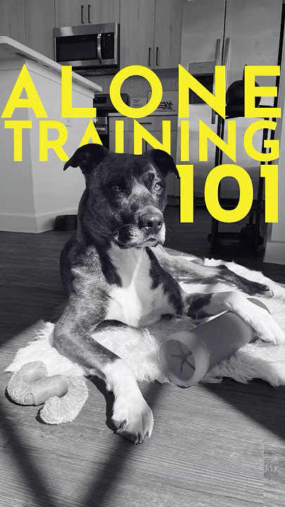 How to House Train Any Dog (Finally trust them alone!) #puppytraining #dogtraining