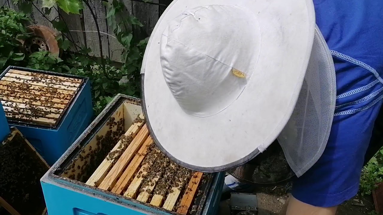 Izolacja matek pszczelich przed lipą