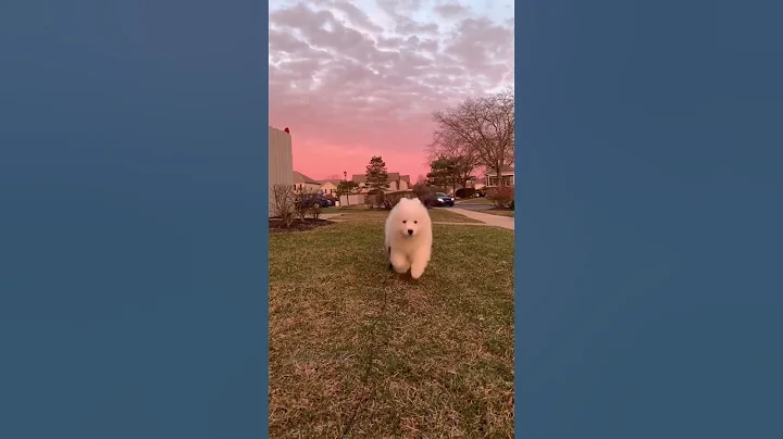 Scary but cute. #shorts #video #dogs #samoyed - DayDayNews