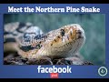 Meet the northern pine snake