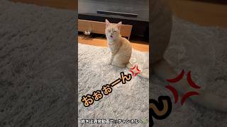 少しでもごはん待たせるとキレる💢猫 #shorts #おしゃべり猫 #cat #猫動画 #ねことの暮らし