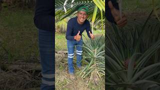Piñas 🍍 en producción 🇪🇨😁 #reel #agriculture #piña