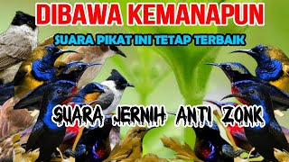 Suara Pikat Burung Kecil Paling Ampuh Trucukan ribut VS Semua Jenis Burcil