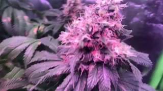 Weekly Garden Update- One More Week....