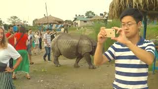 A Rhino Walk into Bar. Chitwan, Nepal, 2018