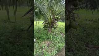 Tacunan Dwarf Coconut variety (Bilaka ) #dwarftcoconut