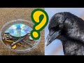 Are crows attracted to shiny objects rumor or fact