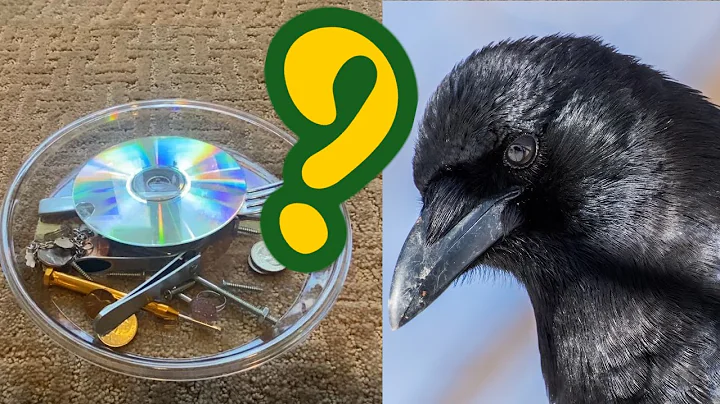 Crows có bị thu hút bởi vật bóng bẩy? (Đồn hay sự thật?)