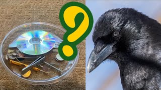 Are crows attracted to shiny objects? (Rumor or fact?)