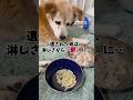 悪性癌の兄弟犬…