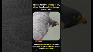 Falcon Vision: Focus Sharper Than 20/20 #birdfacts #wildlife   #animalbehavior