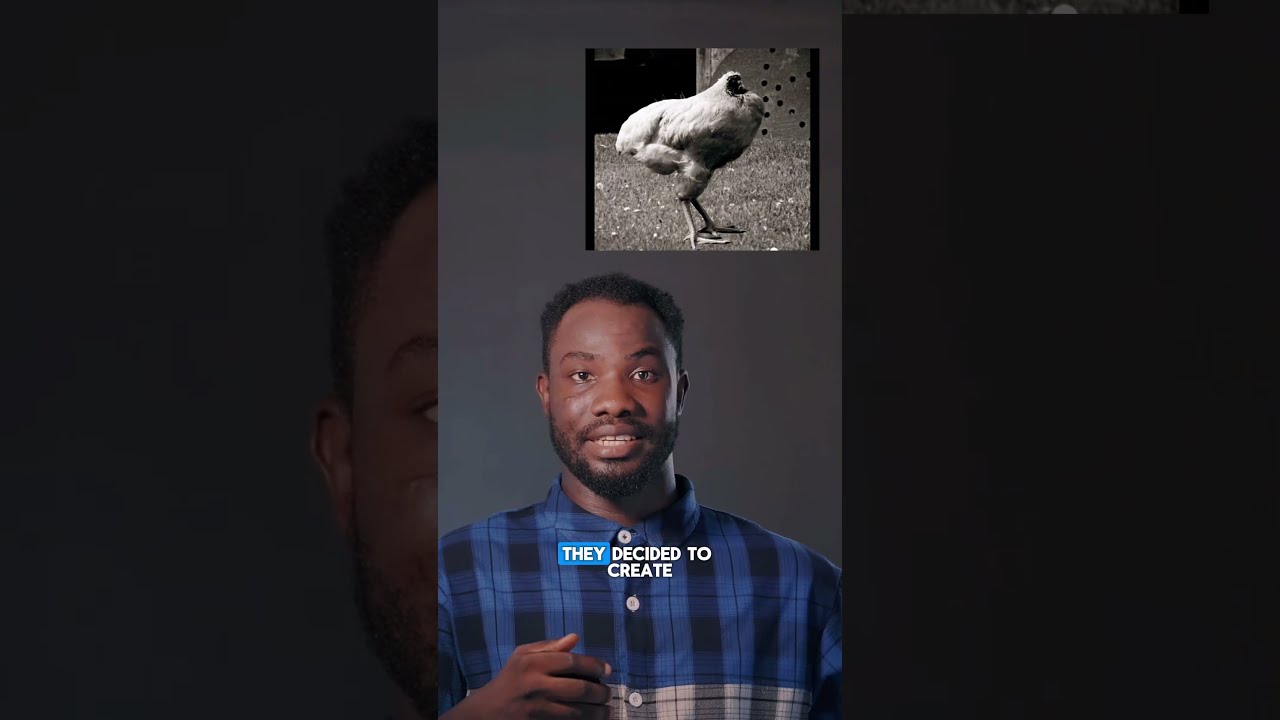 Meet The Miracle Chicken Shorts Shortvideo