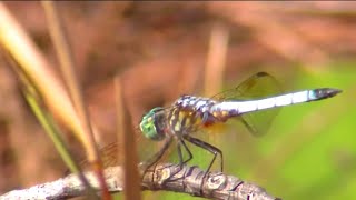 Famous D-Ranch: New nature preserve opens in Florida. Take a tour Profile