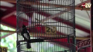 BOSS SANGKAR JPN PROTES JURI! DIDUGA KURANG TERPANTAU KACER TAXI TERBUANG DARI NOMINASI JUARA