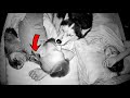 That's What Our Cats do While We And Dogs Sleep! I sleep with five pets