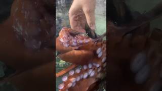 Feeding A Very Smart Octopus😳