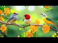 Instant Stress Dissolve Birdsong Piano Workspace Harmony