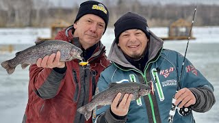 картинка: Лед, форель, Bay Blue. Зимняя ловля прудовой форели на ратлины.