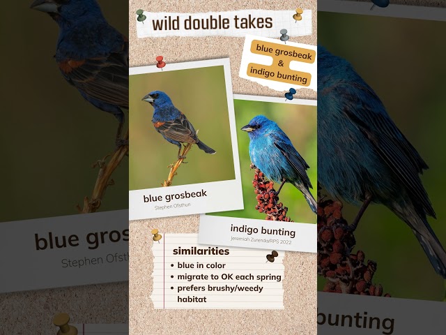 Watch Wild Double Take: Blue Grosbeak and Indigo Bunting on YouTube.