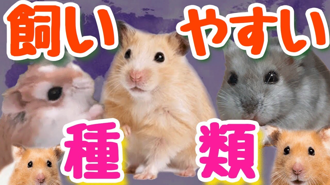Hamster breeds that are easy to keep and tips for raising them