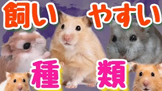 飼いやすいハムスターの種類と飼育の注意点