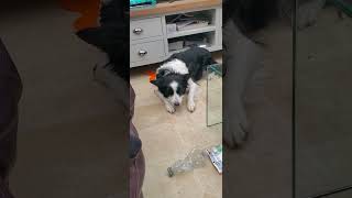 Molly the border Collie loves her treats #funny #dog #shorts