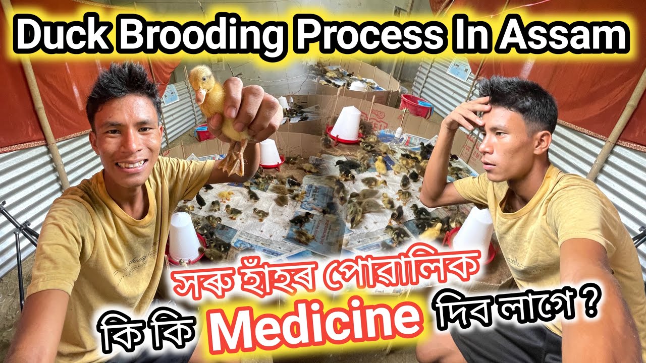 সৰু হাঁহৰ পোৱালিক কি কি  Medicine দিব লাগে ? Duck Brooding aprocess In Assam !!