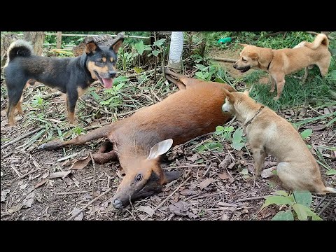 Video: Puas yog hedgehogs thiab tenrecs cuam tshuam?