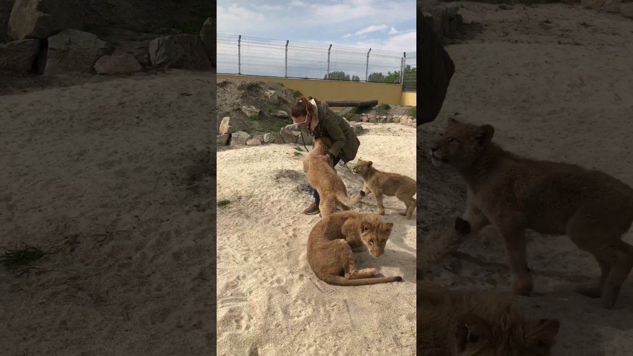 malkia park cena Lion cubs attack with LOVE