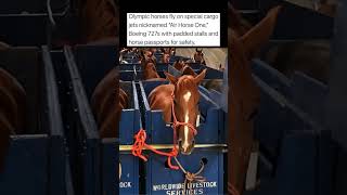 Olympic Horses Fly On Special Cargo Jets